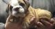 American Bulldog Puppies for sale in Colorado Springs, CO, USA. price: $500