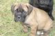 American Bulldog Puppies for sale in Almere, Netherlands. price: NA