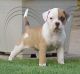 American Bulldog Puppies for sale in Naperville, IL, USA. price: NA