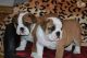 American Bulldog Puppies for sale in Little Rock, AR, USA. price: NA