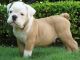American Bulldog Puppies for sale in Aurora, CO, USA. price: NA