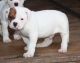 American Bulldog Puppies for sale in Las Vegas, NV, USA. price: $500