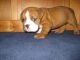 American Bulldog Puppies for sale in Antioch, CA, USA. price: NA