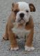 American Bulldog Puppies for sale in Yucca Valley, CA 92284, USA. price: NA