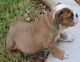 American Bulldog Puppies for sale in Yuba City, CA, USA. price: NA