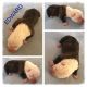 American Bulldog Puppies for sale in West Covina, CA, USA. price: NA