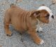 American Bulldog Puppies for sale in Boulder, CO, USA. price: NA