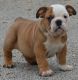 American Bulldog Puppies for sale in Colorado Springs, CO, USA. price: $300