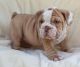 American Bulldog Puppies for sale in Lakewood, CO, USA. price: NA