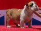 American Bulldog Puppies for sale in Thornton, CO, USA. price: NA