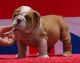 American Bulldog Puppies for sale in Pueblo, CO, USA. price: NA