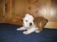 American Bulldog Puppies for sale in Augusta, GA, USA. price: NA