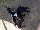 American Bulldog Puppies for sale in San Bernardino, CA, USA. price: NA