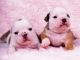 American Bulldog Puppies for sale in Gilbert, AZ, USA. price: NA