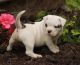 American Bulldog Puppies for sale in Iliamna, AK 99606, USA. price: NA
