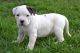 American Bulldog Puppies for sale in Washington, DC, USA. price: $500
