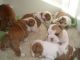 American Bulldog Puppies for sale in Las Vegas, NV, USA. price: NA