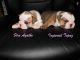 American Bulldog Puppies for sale in St. Louis, MO, USA. price: NA