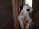 American Bulldog Puppies for sale in Alburg, VT, USA. price: NA