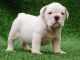 American Bulldog Puppies for sale in Athens, GA, USA. price: NA
