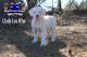 American Bulldog Puppies for sale in Cobbtown, GA 30420, USA. price: NA