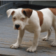American Bulldog Puppies for sale in Bridgeport, CT, USA. price: $850