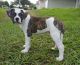 American Bulldog Puppies for sale in Port St Lucie, FL, USA. price: NA