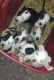 American Bulldog Puppies for sale in Aurora, IL, USA. price: NA