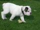 American Bulldog Puppies for sale in Columbus, GA, USA. price: NA
