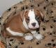American Bulldog Puppies for sale in Albuquerque, NM, USA. price: NA
