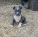 American Bulldog Puppies for sale in Starkville, MS 39759, USA. price: NA