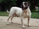 American Bulldog Puppies for sale in Columbus, OH, USA. price: NA