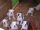 American Bulldog Puppies for sale in Honolulu, HI, USA. price: NA