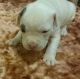 American Bulldog Puppies for sale in Bismarck, ND, USA. price: NA