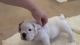 American Bulldog Puppies for sale in Overland Park, KS, USA. price: NA