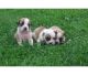 American Bulldog Puppies for sale in Corona, CA, USA. price: NA