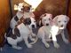 American Bulldog Puppies for sale in Carlsbad, CA, USA. price: NA