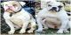 American Bulldog Puppies for sale in Baton Rouge, LA, USA. price: NA