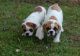 American Bulldog Puppies for sale in Indianapolis, IN, USA. price: $200