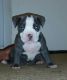 American Bulldog Puppies for sale in Coral Springs, FL, USA. price: NA