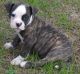 American Bulldog Puppies for sale in Provo, UT, USA. price: NA