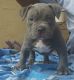 American Bulldog Puppies for sale in Coral Springs, FL, USA. price: NA