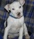 American Bulldog Puppies for sale in Carlsbad, CA, USA. price: $600
