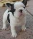 American Bulldog Puppies for sale in Yaounde, Cameroon. price: 250000 XAF