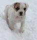 American Bulldog Puppies for sale in Beaver Creek, CO 81620, USA. price: NA