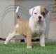 American Bulldog Puppies for sale in Gainesville, FL, USA. price: NA