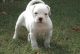 American Bulldog Puppies for sale in Boise, ID, USA. price: NA