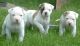 American Bulldog Puppies for sale in Jackson, MS, USA. price: NA