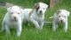 American Bulldog Puppies for sale in Oklahoma City, OK, USA. price: NA