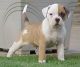 American Bulldog Puppies for sale in Carrolltown, PA, USA. price: NA